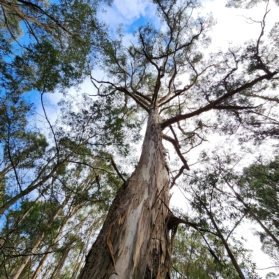 Eucalyptus cypellocarpa (Monkey Gum, Mountain Grey Gum) at Mongarlowe, NSW - 1 Aug 2024 by Steve818