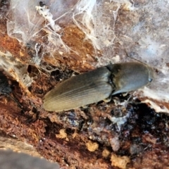 Monocrepidus sp. (genus) (Click beetle) at Collector, NSW - 1 Aug 2024 by trevorpreston