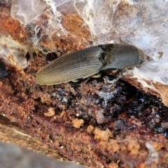 Monocrepidus sp. (genus) at Collector, NSW - 1 Aug 2024