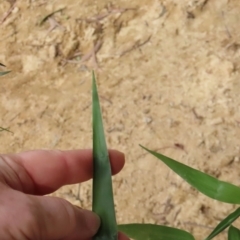 Flagellaria indica at Archer River, QLD - 1 Aug 2024 02:36 PM
