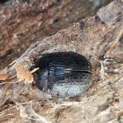 Trachymela sp. (genus) (Brown button beetle) at Collector TSR - 1 Aug 2024 by trevorpreston