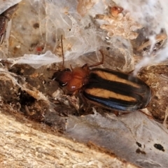 Philophlaeus sp. (genus) at Collector, NSW - 1 Aug 2024