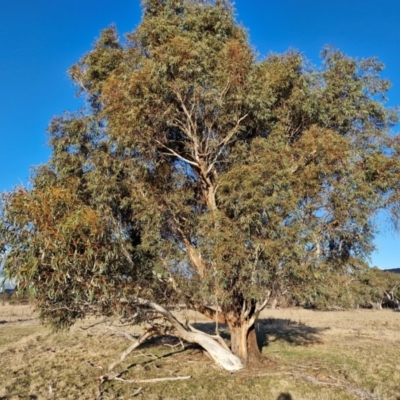 Eucalyptus pauciflora subsp. pauciflora (White Sally, Snow Gum) at Collector, NSW - 1 Aug 2024 by trevorpreston