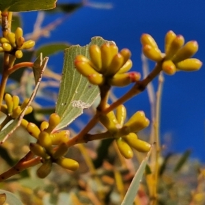 Eucalyptus pauciflora subsp. pauciflora at Collector, NSW - 1 Aug 2024 04:19 PM