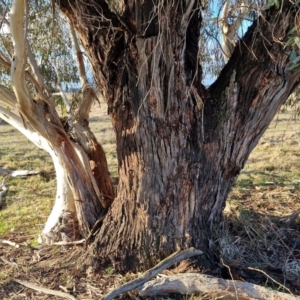 Eucalyptus pauciflora subsp. pauciflora at Collector, NSW - 1 Aug 2024 04:19 PM