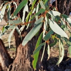 Eucalyptus pauciflora subsp. pauciflora at Collector, NSW - 1 Aug 2024 04:19 PM