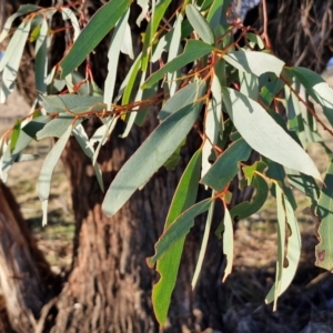 Eucalyptus pauciflora subsp. pauciflora at Collector, NSW - 1 Aug 2024 04:19 PM