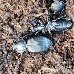 Cardiothorax monarensis (Darkling beetle) at Collector, NSW - 1 Aug 2024 by trevorpreston