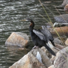 Anhinga novaehollandiae (Australasian Darter) at Laurieton, NSW - 1 Aug 2024 by alexandria1994