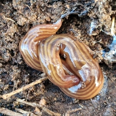 Fletchamia quinquelineata (Five-striped flatworm) at Collector, NSW - 1 Aug 2024 by trevorpreston