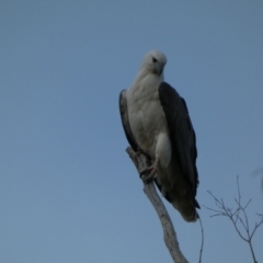 Haliaeetus leucogaster (White-bellied Sea-Eagle) at Laurieton, NSW - 1 Aug 2024 by alexandria1994