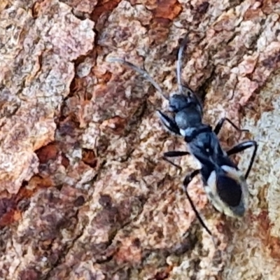 Daerlac nigricans (Ant Mimicking Seedbug) at Collector TSR - 1 Aug 2024 by trevorpreston