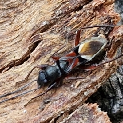 Daerlac cephalotes (Ant Mimicking Seedbug) at Collector TSR - 1 Aug 2024 by trevorpreston