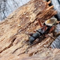 Daerlac cephalotes at Collector, NSW - 1 Aug 2024