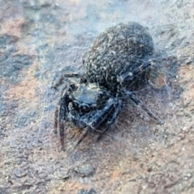 Sondra sp. (genus) (A jumping spider) at Collector, NSW - 1 Aug 2024 by trevorpreston