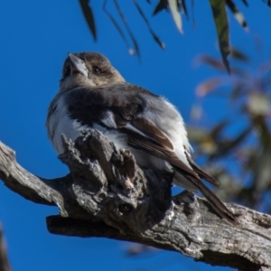 Cracticus torquatus at Throsby, ACT - 31 Jul 2024 03:23 PM