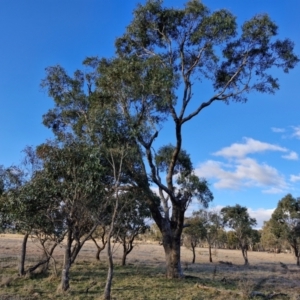 Eucalyptus bridgesiana at Collector, NSW - 1 Aug 2024 03:55 PM