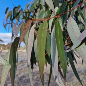 Eucalyptus bridgesiana at Collector, NSW - 1 Aug 2024 03:55 PM