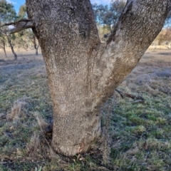 Eucalyptus bridgesiana at Collector, NSW - 1 Aug 2024 03:55 PM