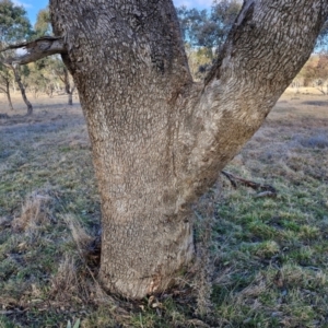 Eucalyptus bridgesiana at Collector, NSW - 1 Aug 2024 03:55 PM