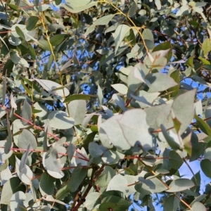 Eucalyptus bridgesiana at Collector, NSW - 1 Aug 2024 03:55 PM