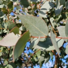 Eucalyptus bridgesiana at Collector, NSW - 1 Aug 2024 03:55 PM