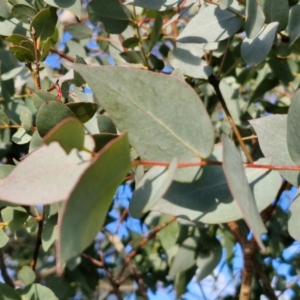 Eucalyptus bridgesiana at Collector, NSW - 1 Aug 2024