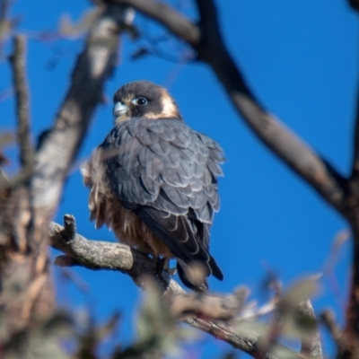 Falco longipennis (Australian Hobby) at Throsby, ACT - 31 Jul 2024 by Cmperman