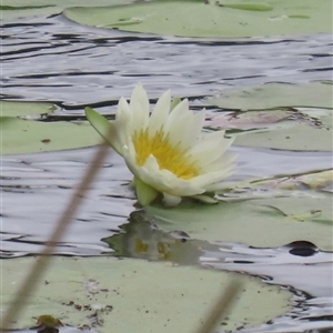 Nymphaea (genus) at Archer River, QLD - 1 Aug 2024 01:49 PM