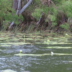 Nymphaea (genus) at Archer River, QLD - 1 Aug 2024 01:49 PM