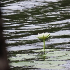 Nymphaea (genus) at Archer River, QLD - 1 Aug 2024 01:49 PM