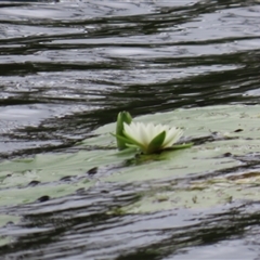 Nymphaea (genus) at Archer River, QLD - 1 Aug 2024 01:49 PM