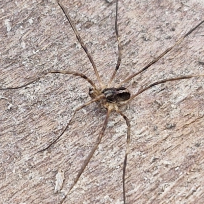 Opiliones (order) (Unidentified harvestman) at Collector, NSW - 1 Aug 2024 by trevorpreston