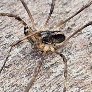 Opiliones (order) at Collector, NSW - 1 Aug 2024