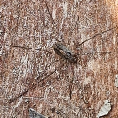 Opiliones (order) (Unidentified harvestman) at Collector, NSW - 1 Aug 2024 by trevorpreston