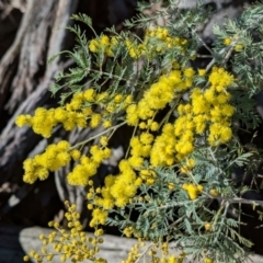 Acacia dealbata subsp. dealbata (Silver Wattle) at Tarcutta, NSW - 29 Jul 2024 by Darcy