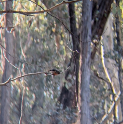 Petroica boodang (Scarlet Robin) at Tarcutta, NSW - 29 Jul 2024 by Darcy