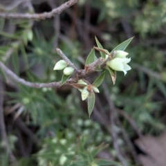 Melichrus urceolatus (Urn Heath) at Tarcutta, NSW - 29 Jul 2024 by Darcy