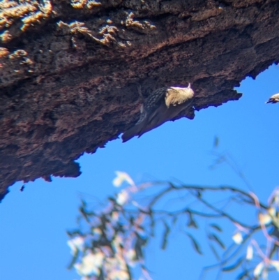 Cormobates leucophaea (White-throated Treecreeper) at Tarcutta, NSW - 29 Jul 2024 by Darcy