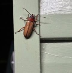 Agrianome spinicollis at Lockhart River, QLD - 1 Aug 2024 by lbradley