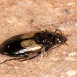 Sarothrocrepis civica at Melba, ACT - 31 Jul 2024 01:58 PM