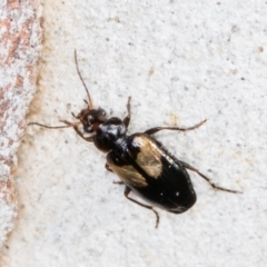 Sarothrocrepis civica at Melba, ACT - 31 Jul 2024 01:58 PM