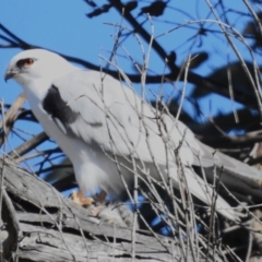 Elanus axillaris (Black-shouldered Kite) at Kambah, ACT - 1 Aug 2024 by JohnBundock