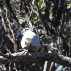 Elanus axillaris at Kambah, ACT - 1 Aug 2024