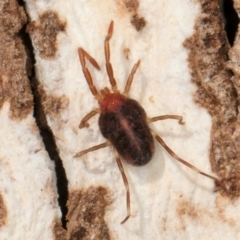 Erythraeidae (family) (Erythraeid mite) at Melba, ACT - 31 Jul 2024 by kasiaaus