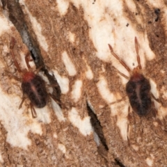 Erythraeidae (family) at Melba, ACT - 31 Jul 2024 01:53 PM