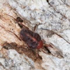 Erythraeidae (family) at Melba, ACT - 31 Jul 2024 01:53 PM