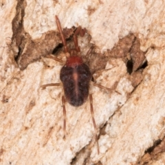 Erythraeidae (family) at Melba, ACT - 31 Jul 2024 01:53 PM