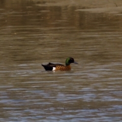 Anas castanea (Chestnut Teal) at North Haven, NSW - 27 Nov 2023 by KorinneM