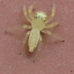 Mopsus mormon (Green Jumping Spider) at Archer River, QLD - 1 Aug 2024 by lbradley